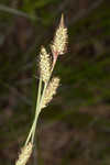 Buxbaum's sedge